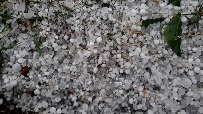 Hailstorm damages apple orchards in south Kashmir