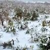 Hailstorm devastates apple orchards in south Kashmir, farmers report heavy losses