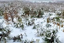 Hailstorm devastates apple orchards in south Kashmir, farmers report heavy losses