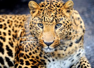 Leopard injures 4 in Budgam village, residents flag response delays