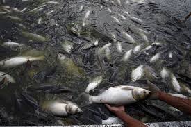 Mass fish deaths in Shopian spring raise concerns; fungal infection suspected