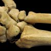 Stronger Bones Stronger Health