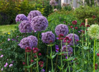 The Economics of a Flower