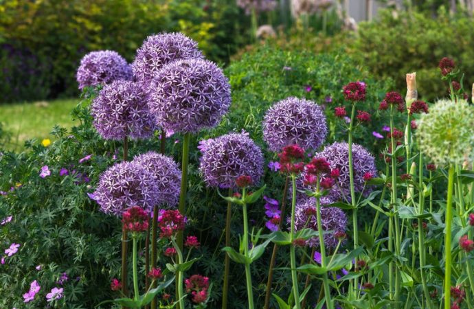 The Economics of a Flower