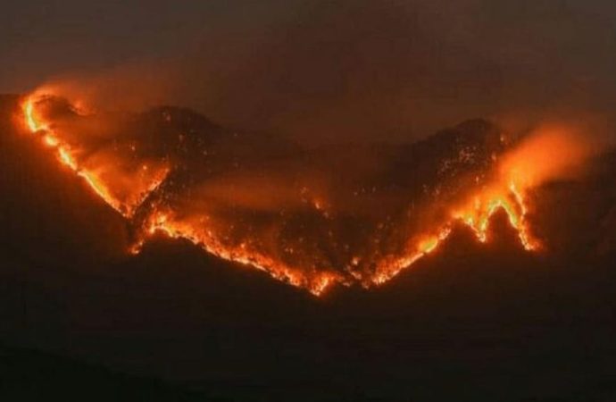 IMD issues yellow alert for forest fire risk