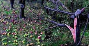 Hailstorm damages orchards in south Kashmir apple belt