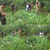 Crackdown on poppy cultivation continues in Shopian: Police