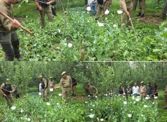 Crackdown on poppy cultivation continues in Shopian: Police