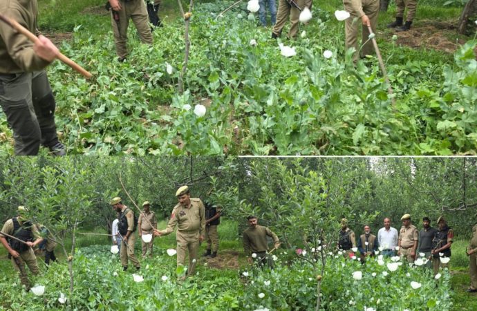 Crackdown on poppy cultivation continues in Shopian: Police