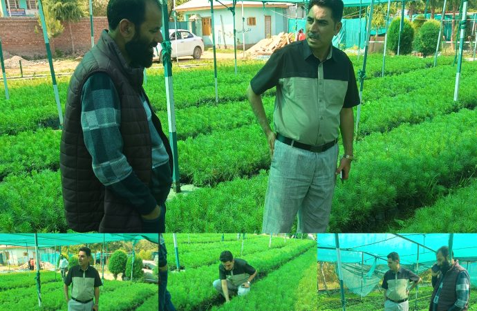 SDM Khansahib reviews forest nursery stock, plantation activities, Muharram arrangements