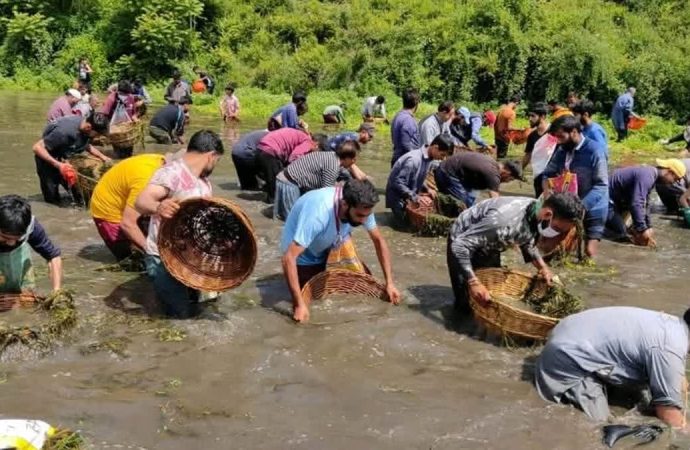 Springkeepers of Kashmir