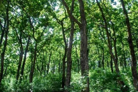 J&K diverts 1178 hectares of forest land in 5 years
