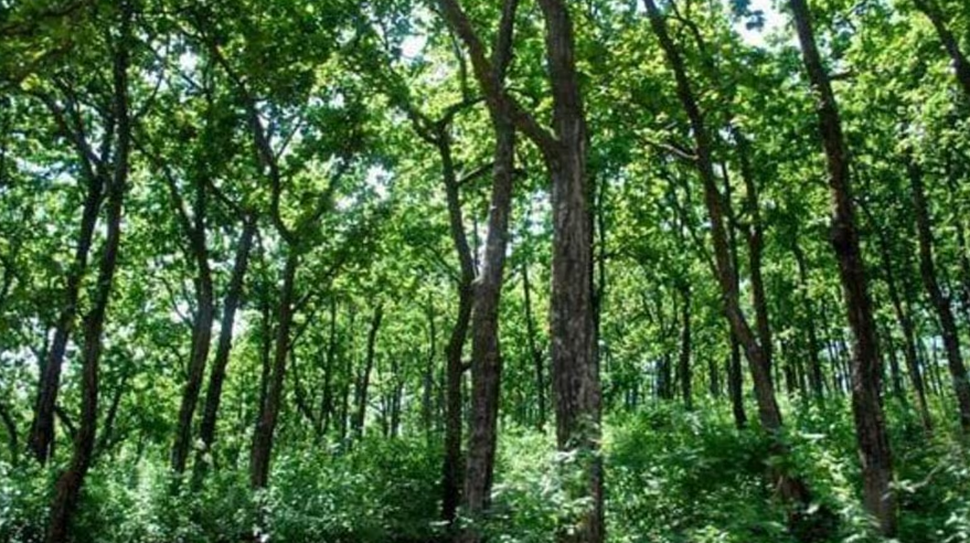 J&K diverts 1178 hectares of forest land in 5 years